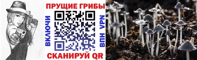 Галлюциногенные грибы Psilocybe  Купить закладки  Камбарка 